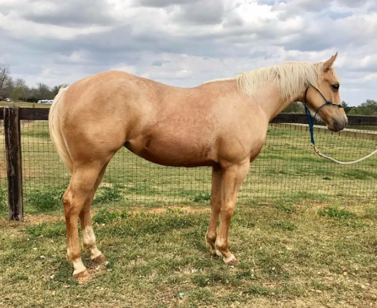 horse standing in field