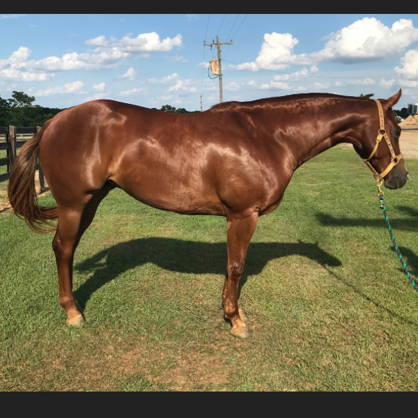 Horses For Sale Southeastern Arena located in Unadilla,