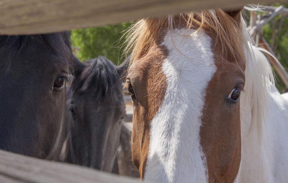 Contact Us Southeastern Arena located in Unadilla,