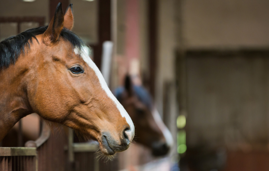 Horse Motel Southeastern Arena located in Unadilla,